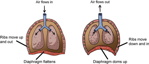 Image result for diaphragm ventilation